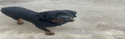 Rottweiler dogs for sale: Beautiful big 8 month old rotweiler  - Advert 4