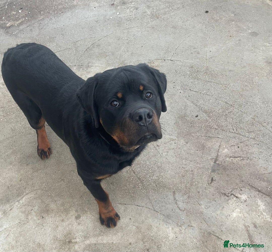 Rottweiler dogs for sale: Beautiful big 8 month old rotweiler  - Advert 4