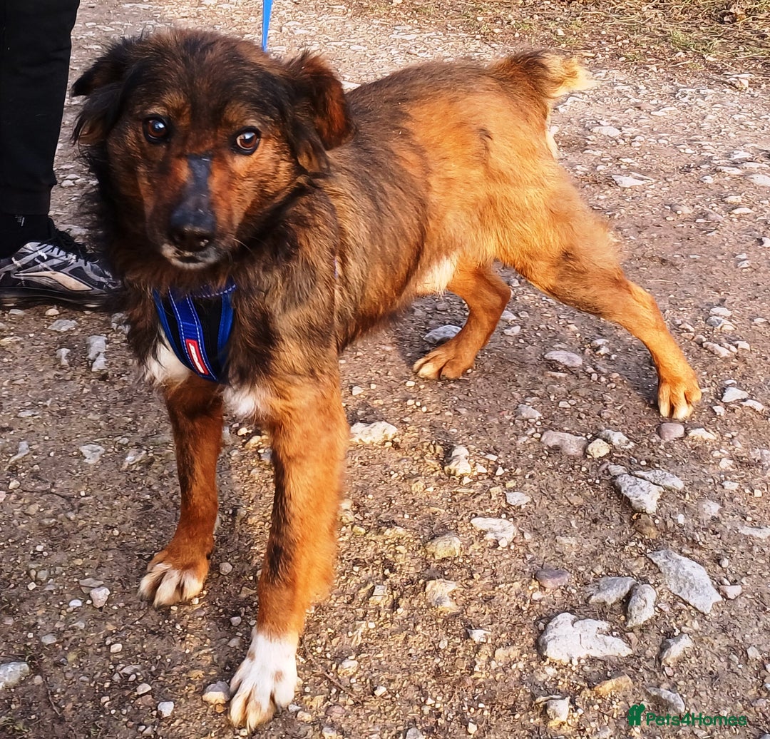 Mixed Breed dogs for adoption: Meet Charlie - a Lovely old boy, for a loving Home - Image 14