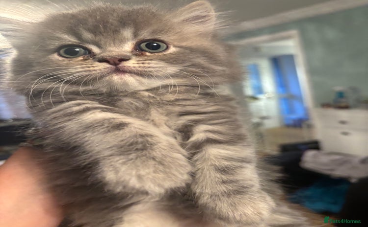 Ragdoll cats - Advert 16
