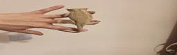 Gecko reptiles for sale: 4x Crested Geckos + Viv in Coalville - Advert 3