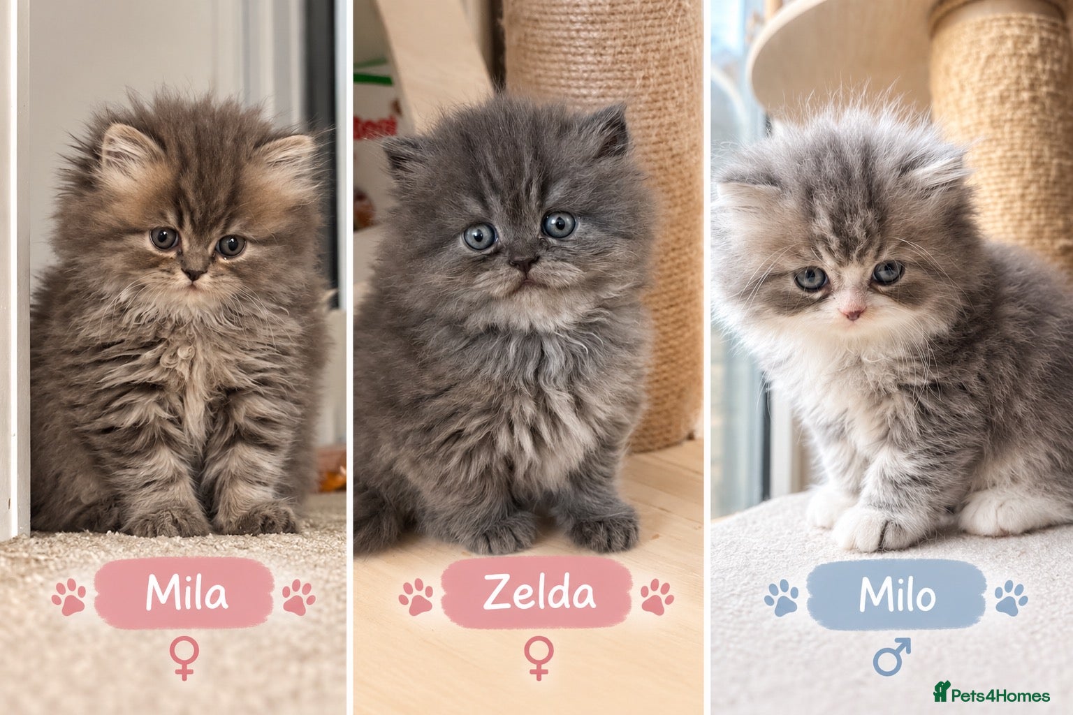 Persian cats Beautiful Persian Kittens from GCCF reg Parents - Advert 1