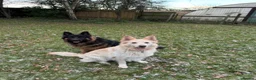 German Shepherd dogs for sale: White Apricot/Cream 3yrs old (2023). - Advert 12