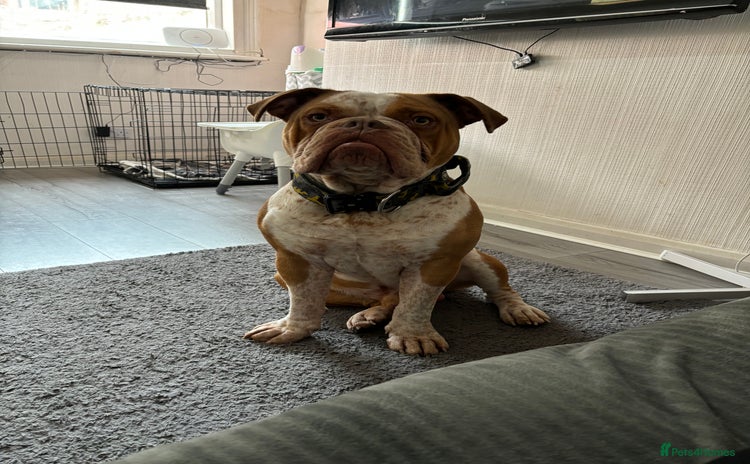 Old Tyme Bulldog dogs - Advert 1
