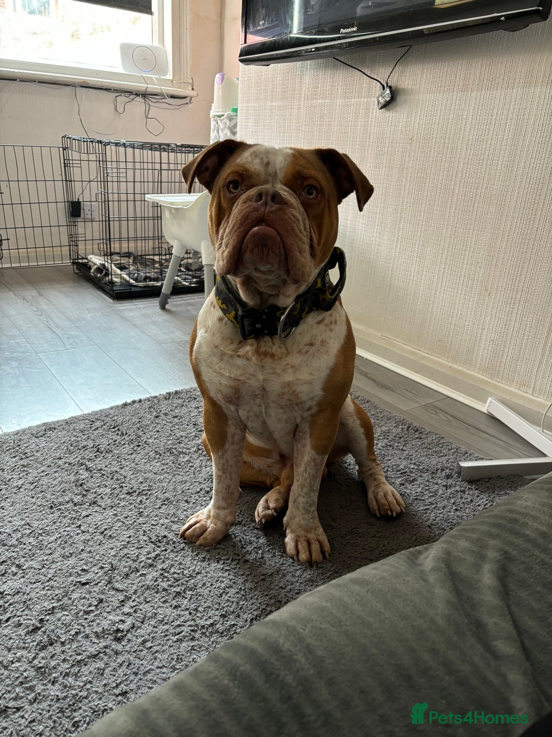 Old Tyme Bulldog dogs for stud: Bentley the Bulldog - Image 1