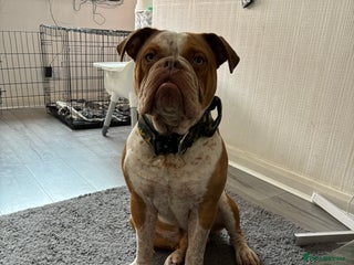 Old Tyme Bulldog dogs - Advert 3