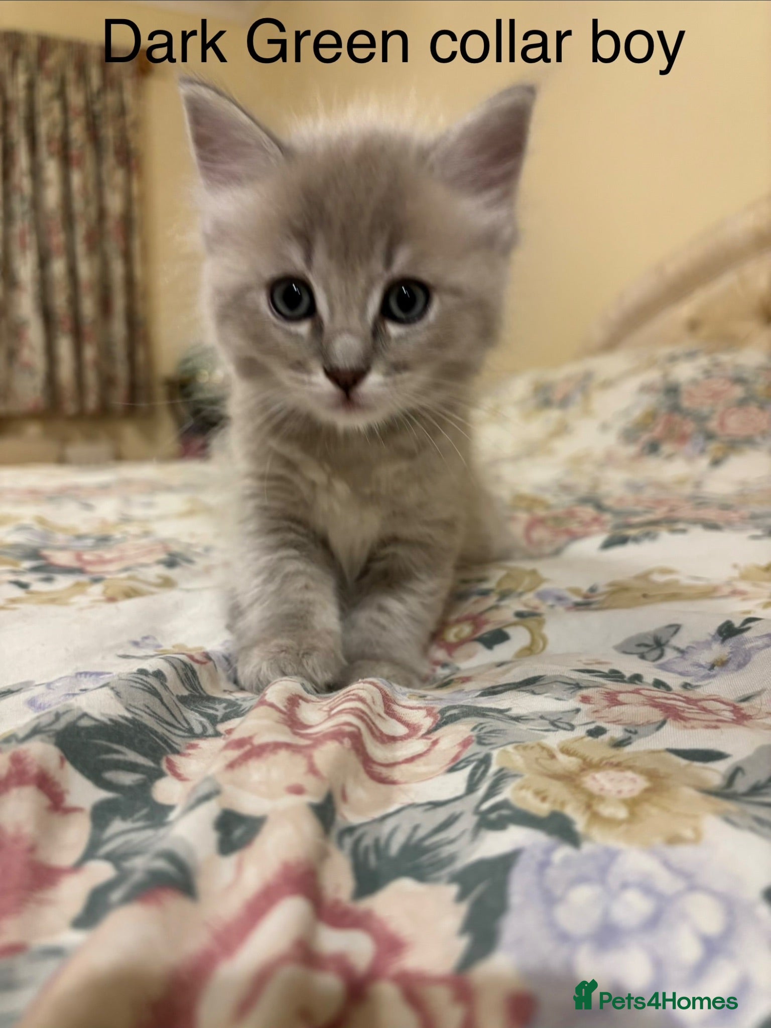 Ragdoll cats RARE RAGDOLL KITTENS - Advert 8