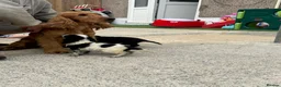Cocker Spaniel dogs for sale: Cocker spaniel puppies  in Llanelli - Advert 2