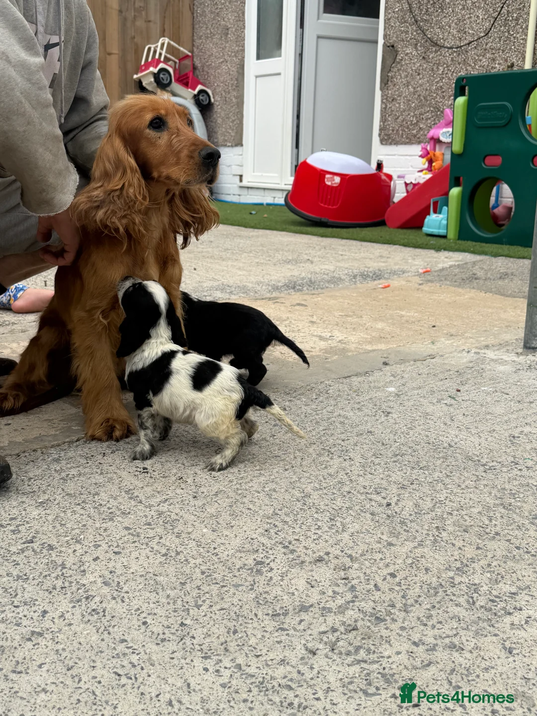 Cocker Spaniel dogs for sale: Cocker spaniel puppies  in Llanelli - Advert 2