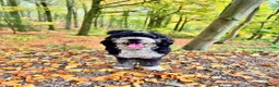 Bernedoodle dogs for sale: 2 yr old Bernedoodle- Male  - Advert 1