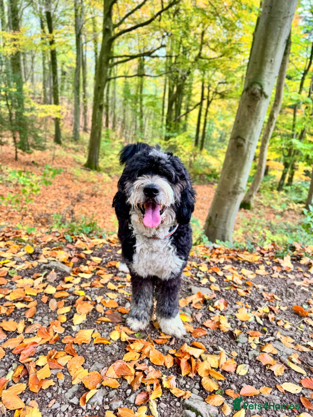 Bernedoodle dogs for sale: 2 yr old Bernedoodle- Male  - Advert 1