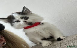 Mixed Breed cats for sale: Long hair male kitten  - Image 8