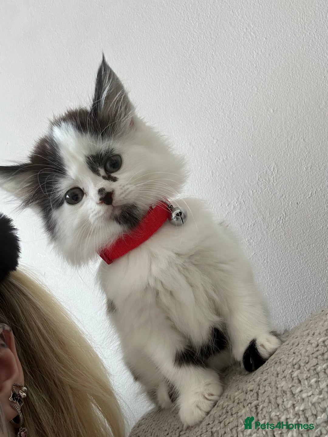 Mixed Breed cats for sale: Long hair male kitten  - Image 8