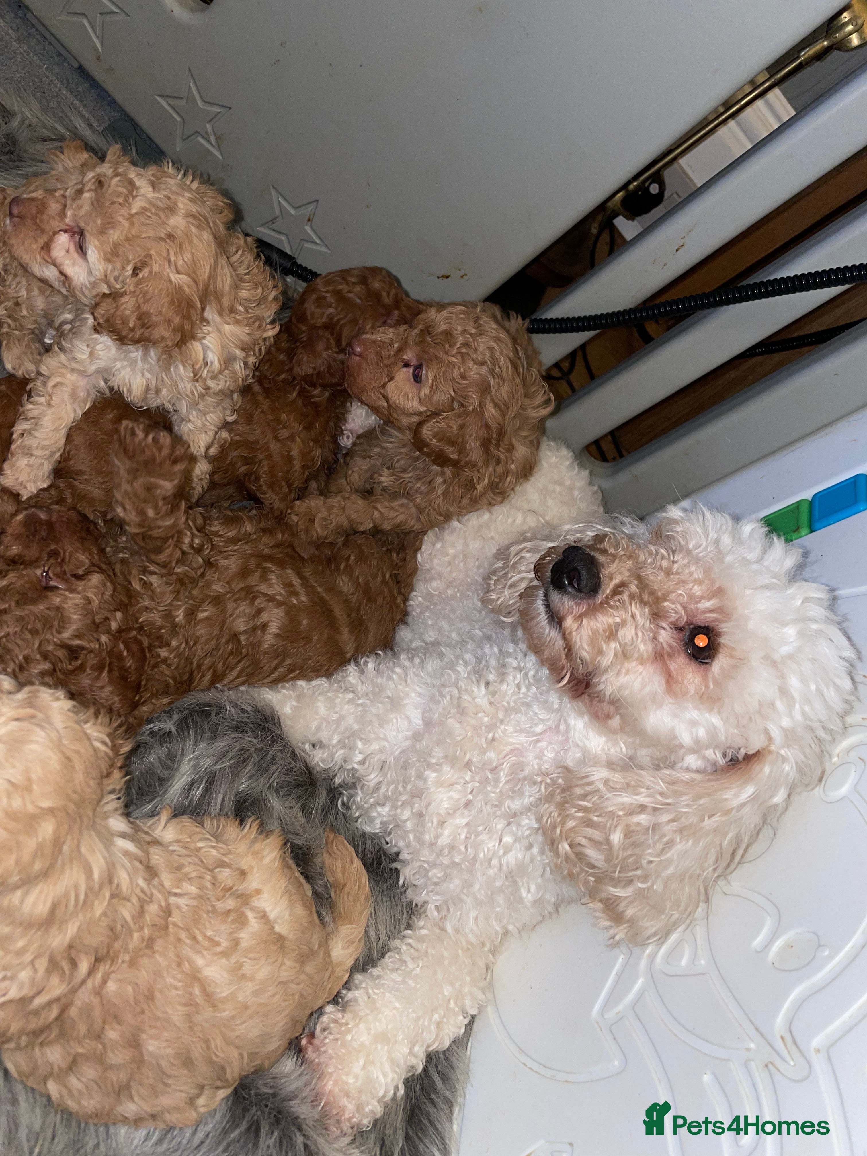 Toy Poodle dogs DNA health and vet checked toy poodle puppies  - Advert 1