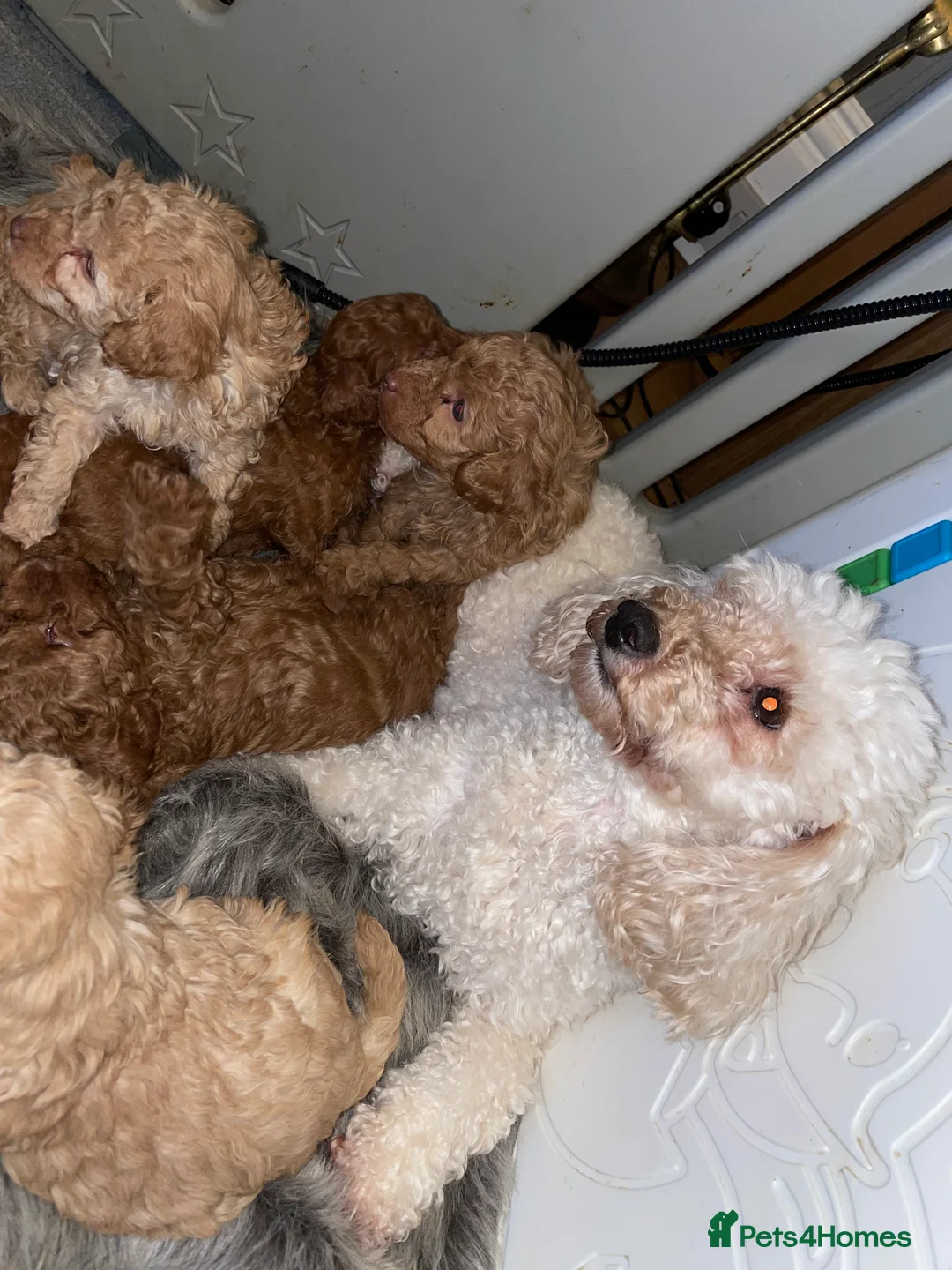 Toy Poodle dogs for sale: DNA health and vet checked toy poodle puppies  - Advert 1