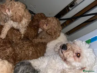 Toy Poodle dogs DNA health and vet checked toy poodle puppies - Advert 1