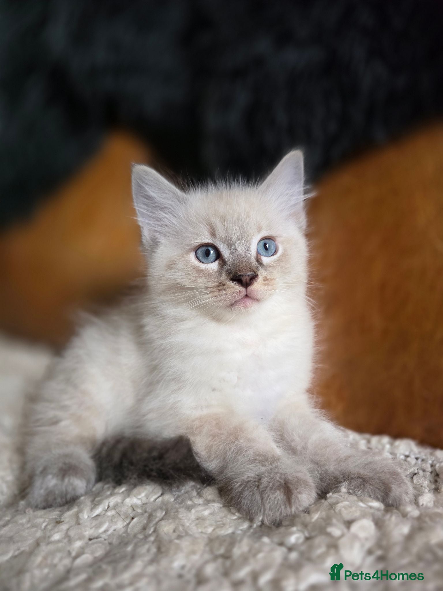 Ragdoll cats Beautiful Ragdoll Kittens Ready Now - Advert 18