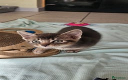 Abyssinian cats for sale: Abyssinian and Bengal x kittens 😻 - Image 21