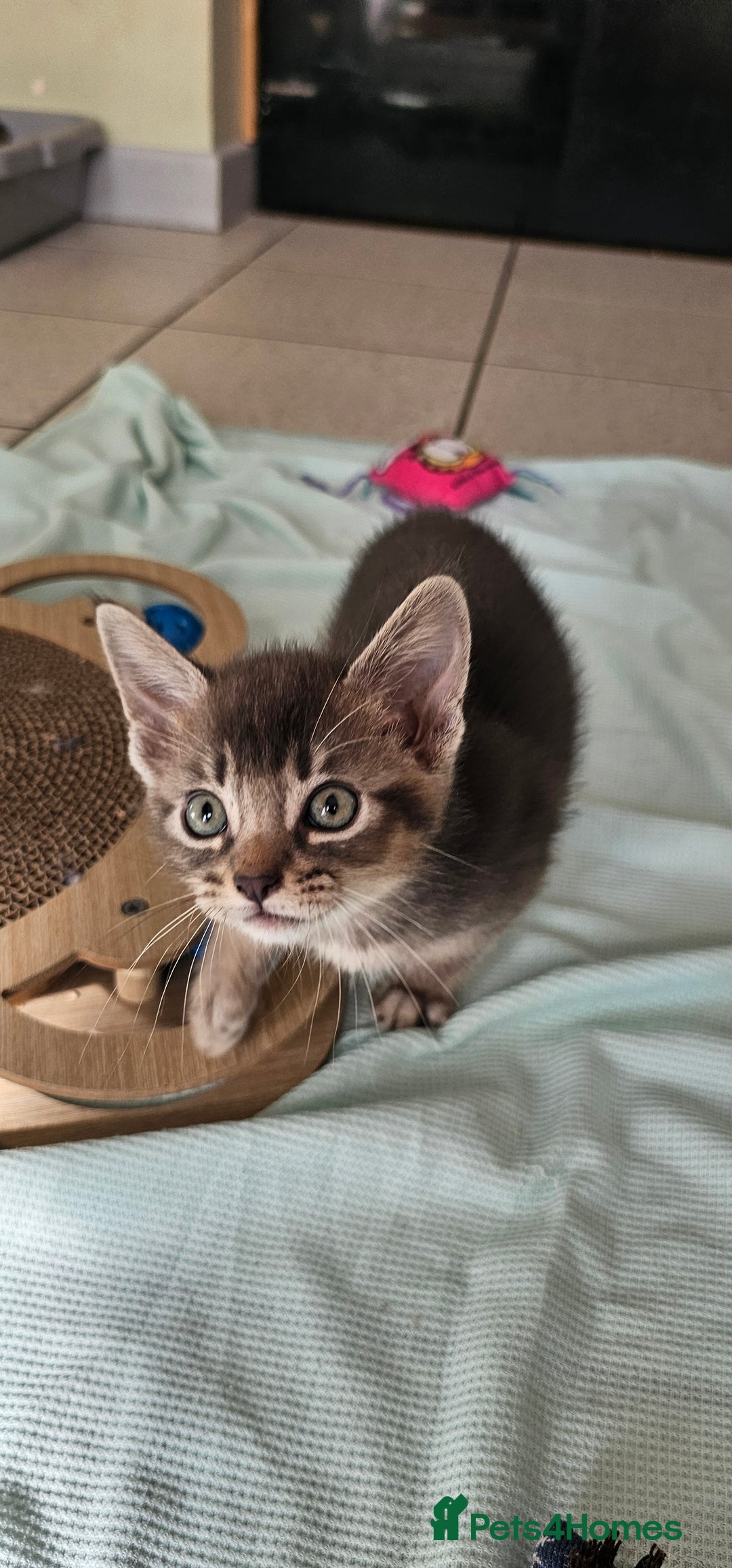 Abyssinian cats for sale: Abyssinian and Bengal x kittens 😻 - Image 21