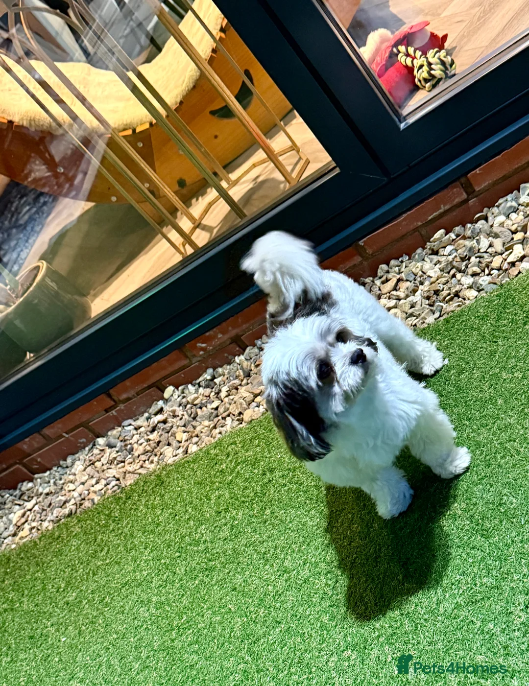 Maltipoo dogs for stud: PROVEN Minnie Gorgeous white and silver Maltipoo - Advert 8