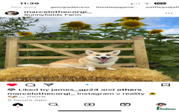 Welsh Corgi Pembroke dogs for sale: Show quality puppies - Image 26