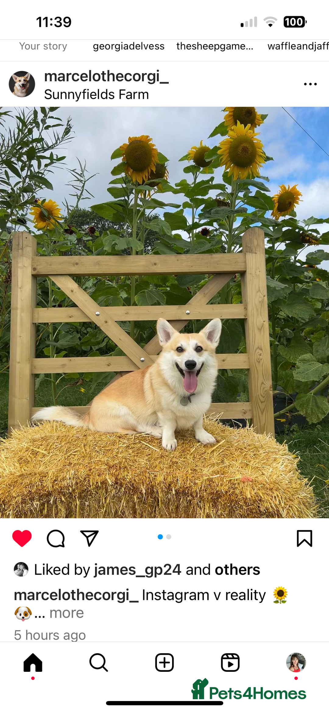 Welsh Corgi Pembroke dogs for sale: Show quality puppies - Image 26