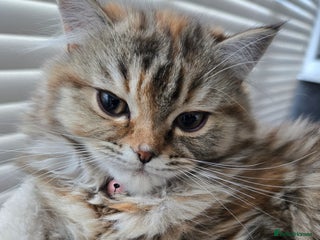 Persian cats Georgeous Persian Kitten for Sale - Advert 11