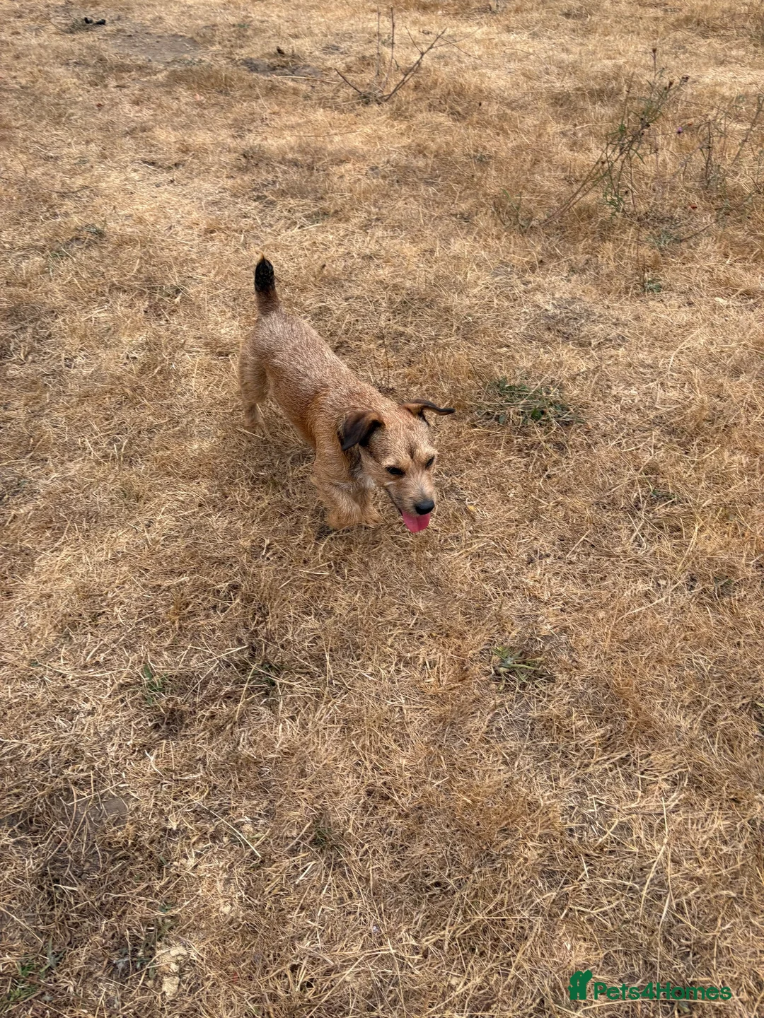 Mixed Breed dogs for sale: Cocker x Jack Russell  in Southampton - Advert 2