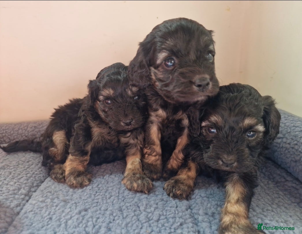 Cavapoo dogs Champagne and Black Tan Cavapoo Pups - Advert 2