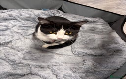 Mixed Breed cats for sale: Two boy kittens for sale - Image 6