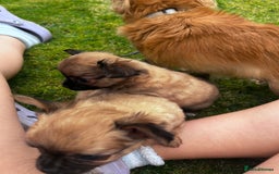 Chihuahua dogs for sale: 2 long haired male puppies 🐶  - Image 10