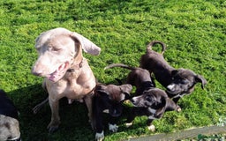 Mixed Breed dogs for sale: Bouncy beautiful puppies  - Image 9