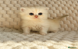Persian cats for sale: 4 Beautiful Pure Persian Kittens PKD Neg - Image 8
