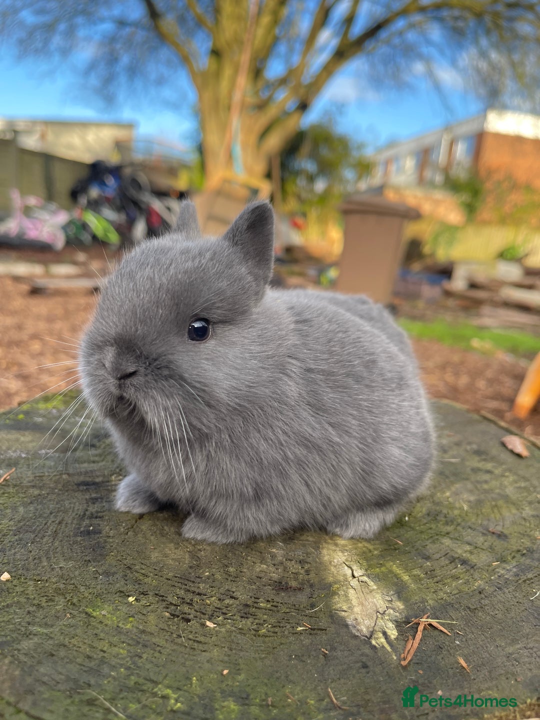 Netherland Dwarf rabbits for sale: Real Netherland Dwarf   - Advert 7
