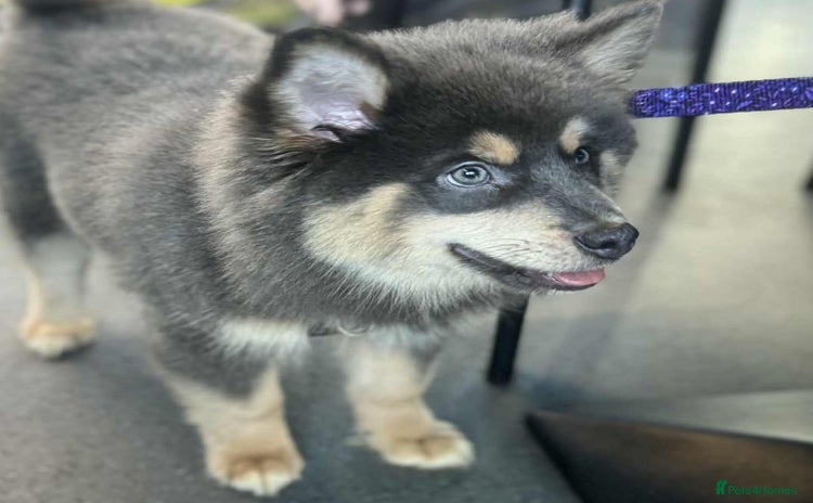 Pomsky dogs - Advert 1