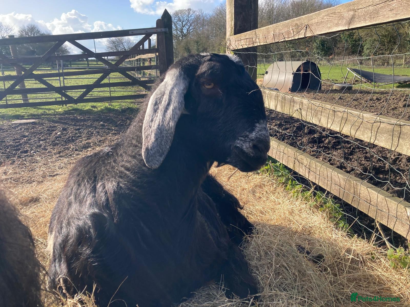 Goats livestock Anglo Nubian (Castrated Male Goat) – 7 Years Old - Advert 4