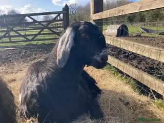 Goats livestock Anglo Nubian (Castrated Male Goat) – 7 Years Old - Advert 4