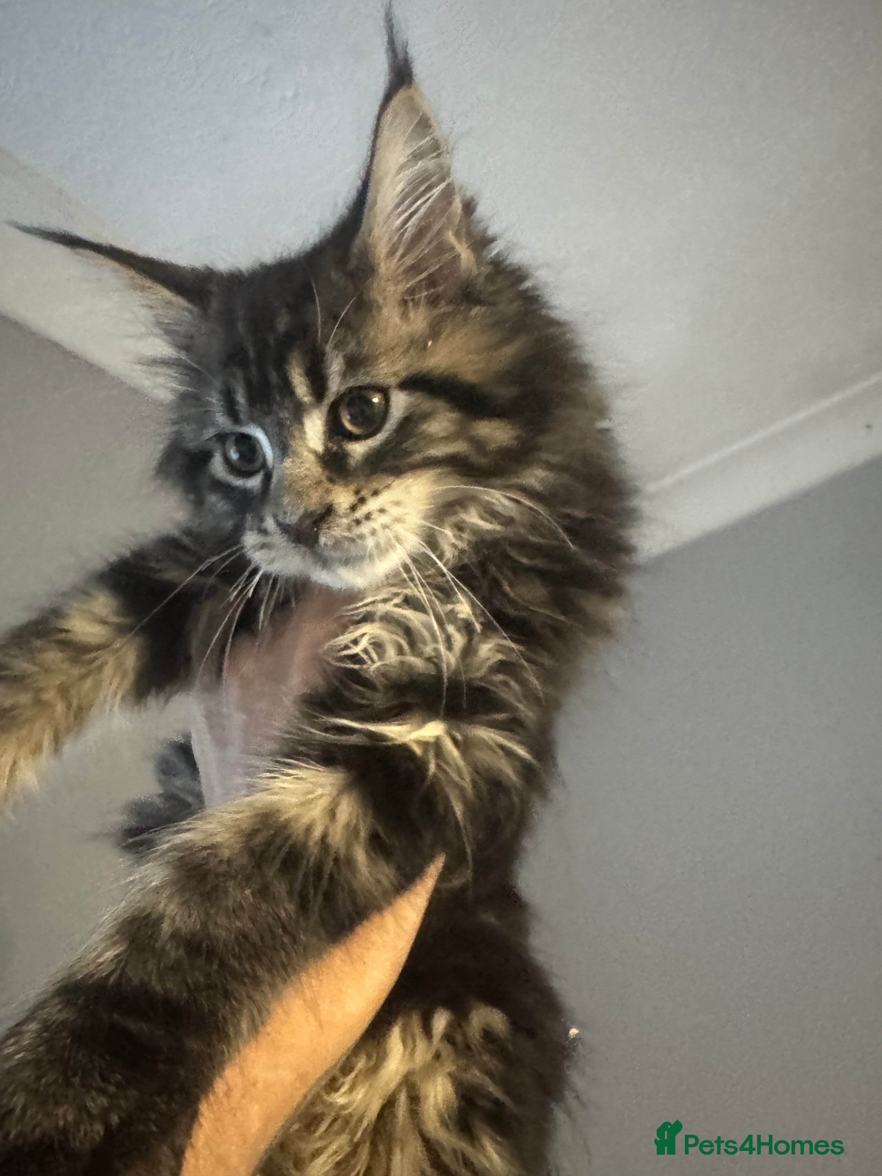 Maine Coon cats Beautiful GCCF Maine Coon kittens - Advert 4