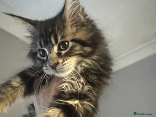 Maine Coon cats Beautiful GCCF Maine Coon kittens - Advert 13