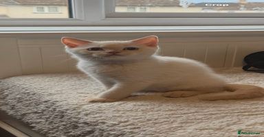 British Shorthair cats - Advert 11