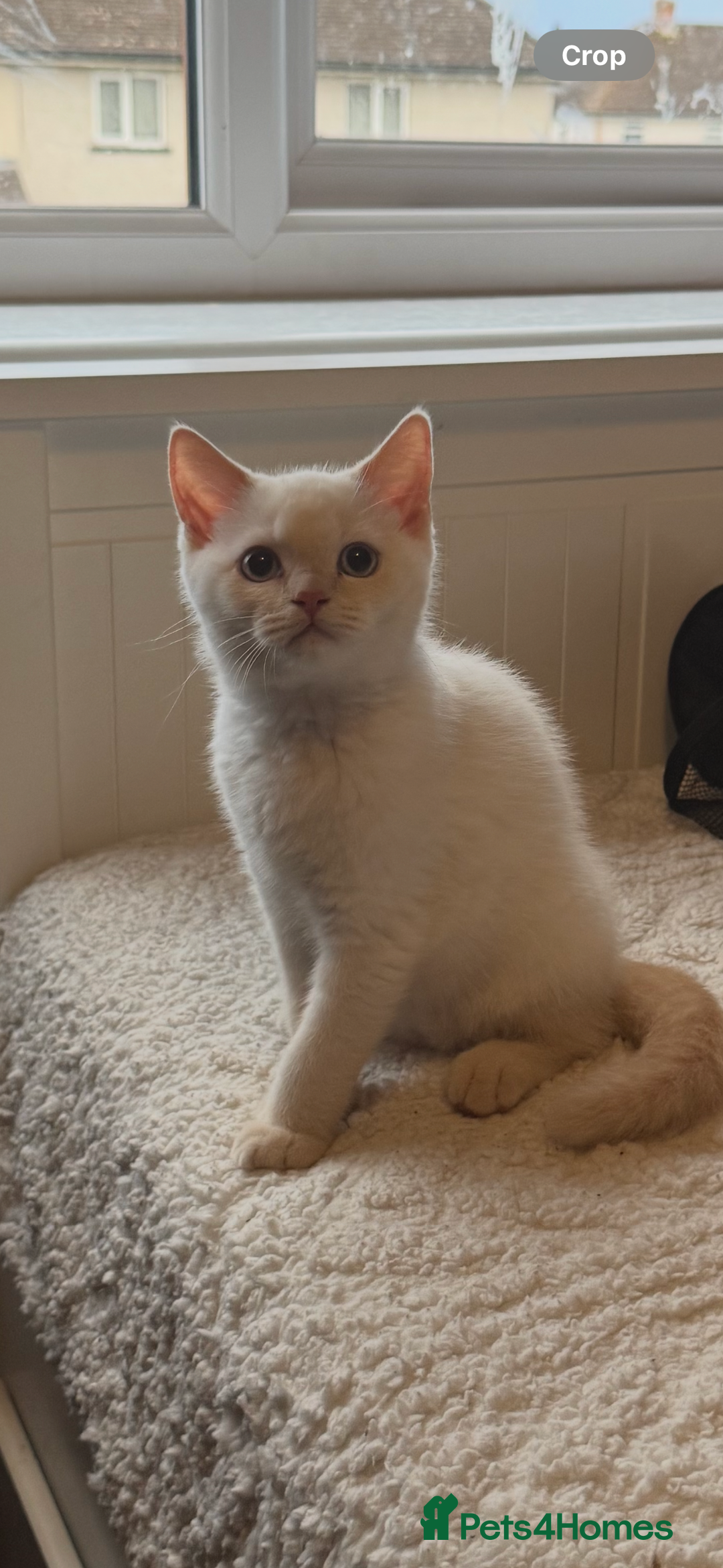 British Shorthair cats for sale: BSH GCCF cream colourpoint male  - Image 2