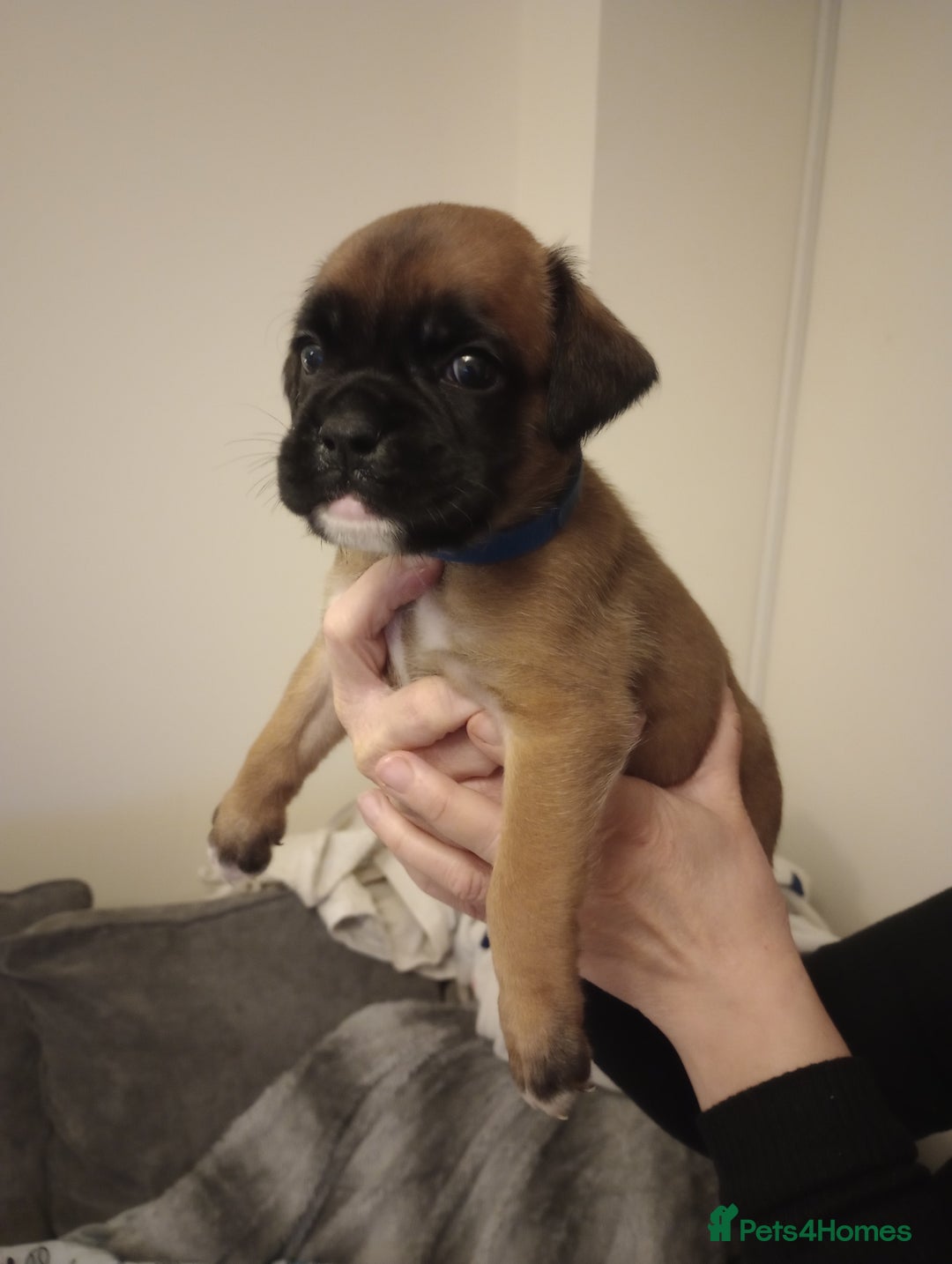 Boxer dogs for sale: Boxer Puppies  - Advert 23