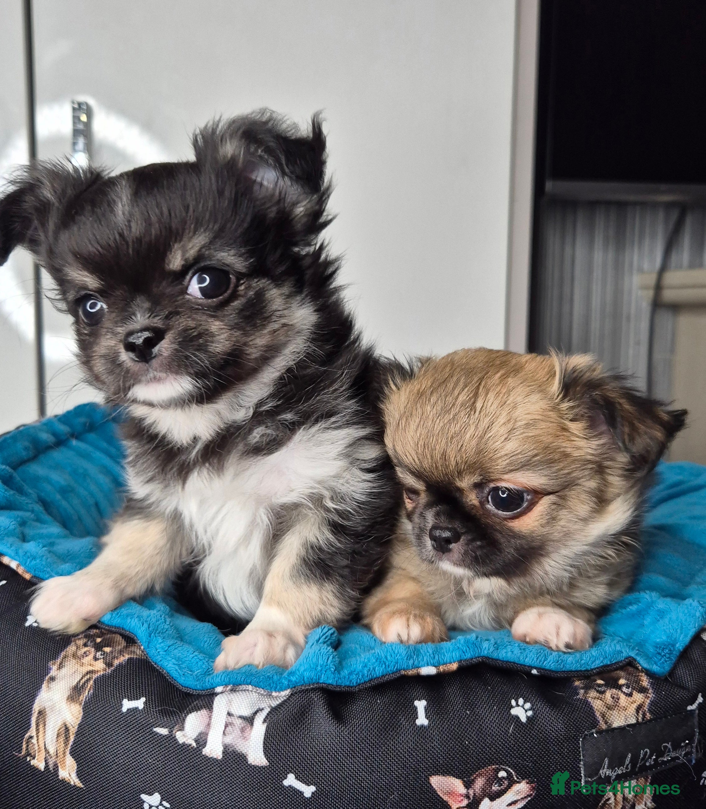 Chihuahua dogs ⚜️KC registered tiny Chihuahua puppies  - Advert 17