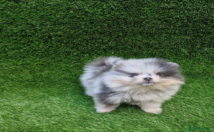 Pomeranian dogs - Advert 4