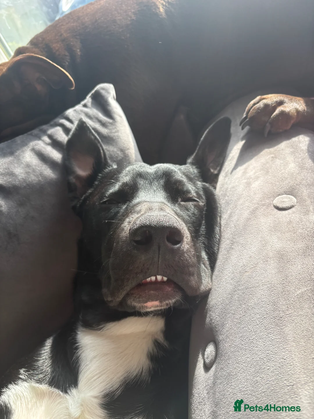 Mixed Breed dogs for sale: Diesel –Bully x Collie Neutered & Microchipped in Aberdeen - Advert 2