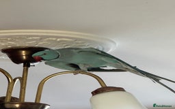 Ringnecks birds for sale: Ringnecks green and blue in Wembley - Image 7