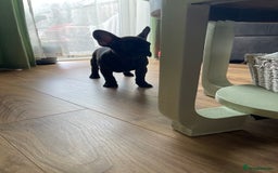 French Bulldog dogs for sale: (Reduced price)Adorable French bulldog Puppy in Bicester - Image 2