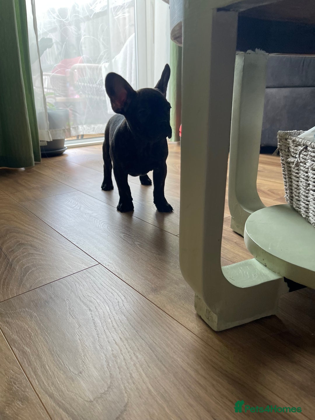 French Bulldog dogs for sale: (Reduced price)Adorable French bulldog Puppy in Bicester - Image 2