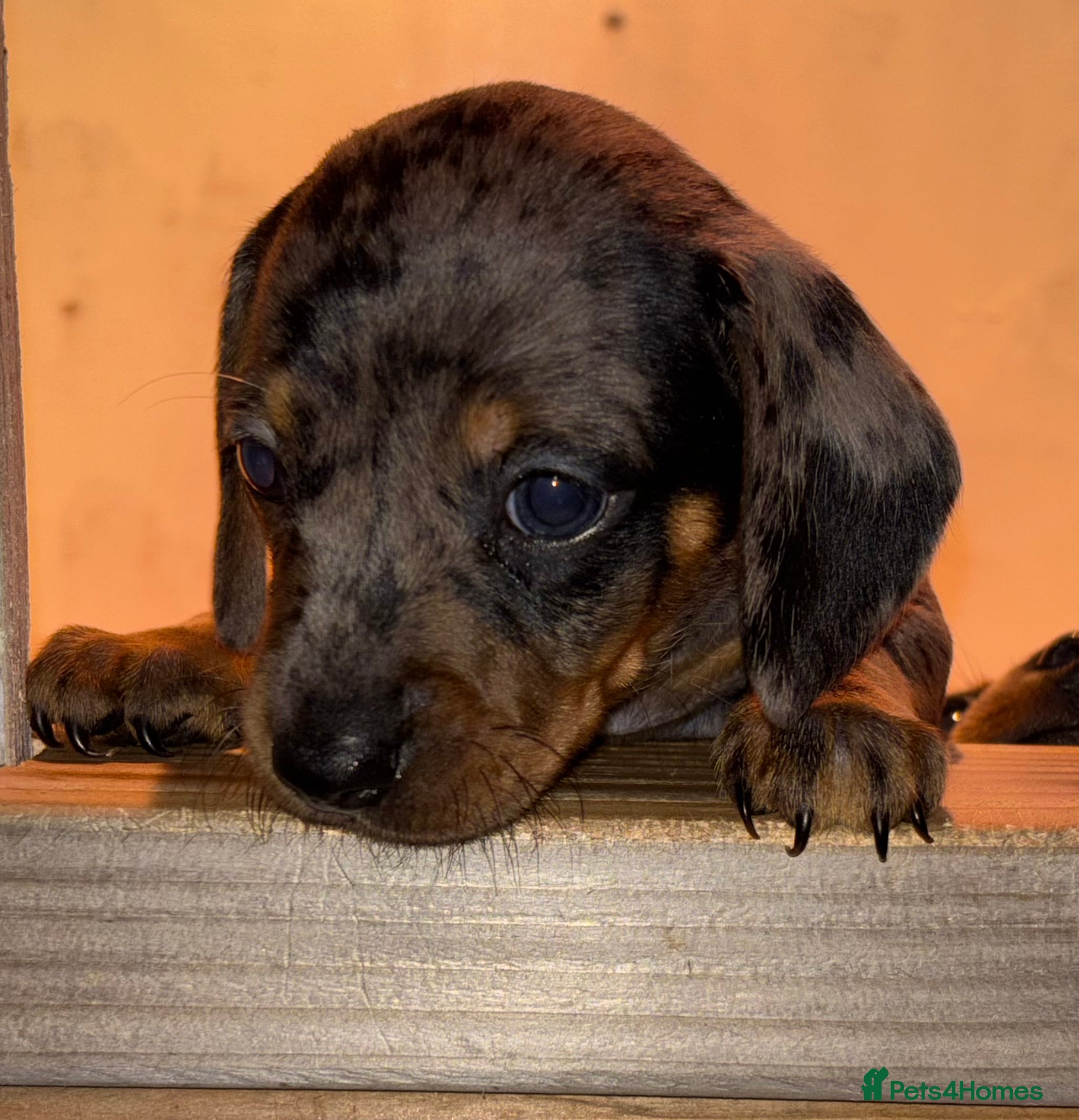 Miniature Dachshund dogs Gorgeous Miniature Dachshunds! Ready 23 Dec - Advert 7