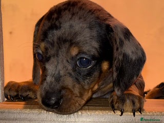 Miniature Dachshund dogs Gorgeous Miniature Dachshunds For Sale - Advert 13